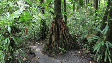 Regenwaldbaum