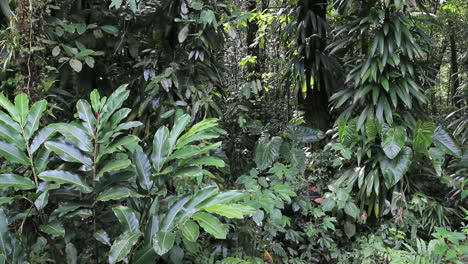 Dominica-rainforest-with-many-leaves