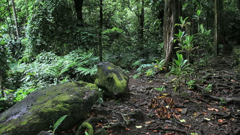 Mossy-rocks-in-a-forest-in-Moorea