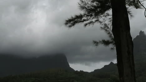 Moorea-moving-clouds-and-tree