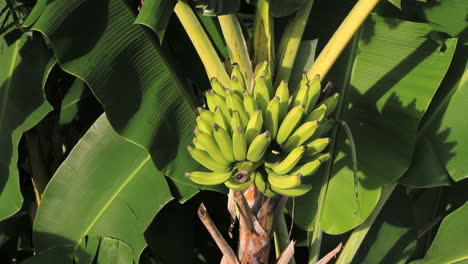 Banana-bunch-on-a-banana-tree