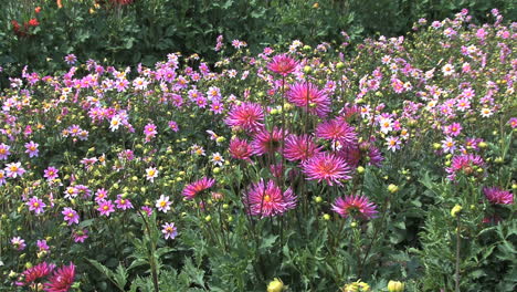 Pink-asters-in-a-field