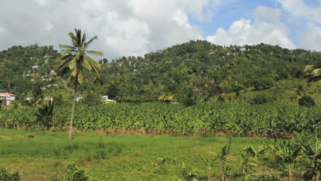 St.-Lucia-Bananenplantage-Ansicht