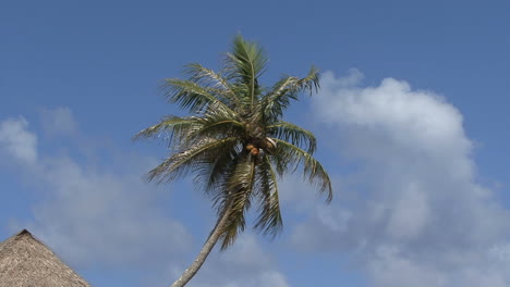 Huahine-zooms-on-coconuts