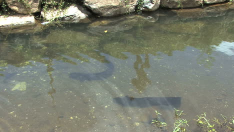 Huahine-eels-in-the-stream