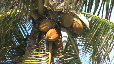 Huahine-Kokosnüsse-Am-Baum
