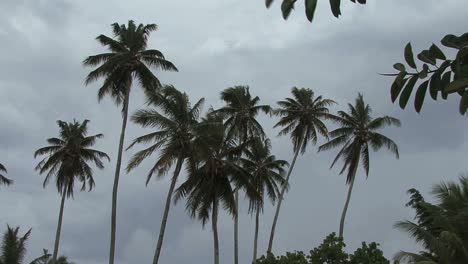 Moorea-palms-and-dark-clouds