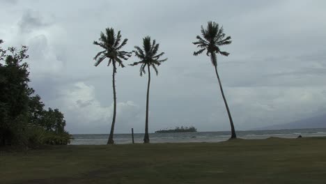 Moorea-palms-and-cloudy-sky