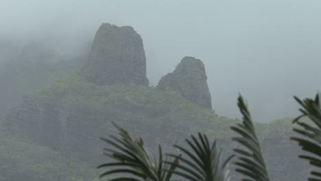 Moorea-Nebliger-Berg-Mit-Vogel