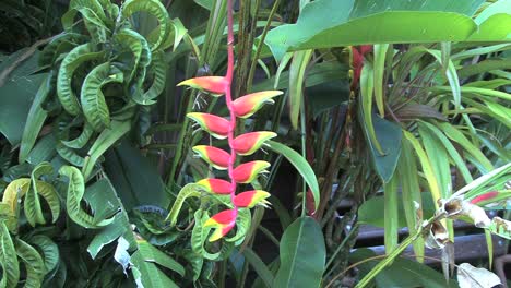 Moorea-Heliconia-Lobster-claw