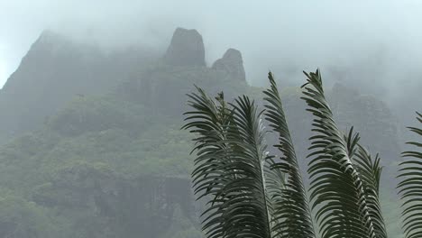 Moorea-ferns-and-misty-mountain