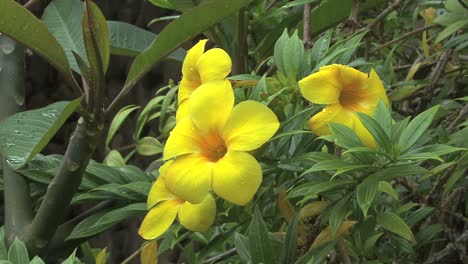 Flor-De-Moorea-Allamanda