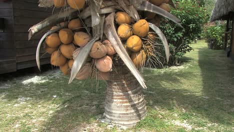 Moorea-Kokosnüsse-Auf-Niedrigem-Baum
