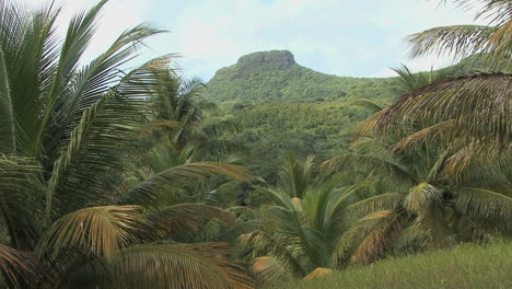 Raiatea-interior-with-palm-trees