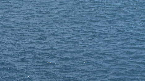 Raiatea-Vogel-Fliegt-über-Blaues-Wasser