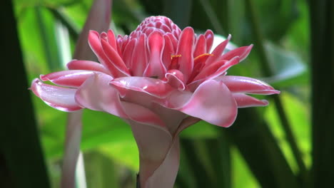 Rosa-Ingwerblüte