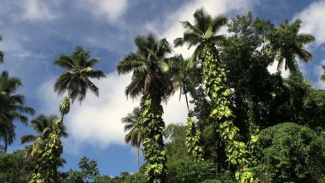 St-Lucia-Palmen-Und-Reben-Bewegende-Wolken