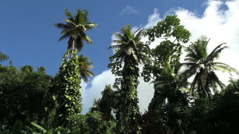 St-Lucia-palms-and-vines-timelapse