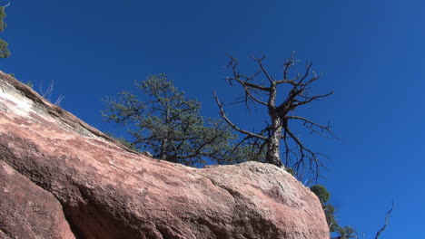 Colorado-Baum-Und-Roter-Felsen