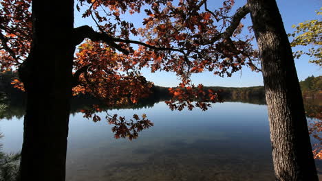 Massachusetts-Walden-Pond-&-oak-trees-c1x