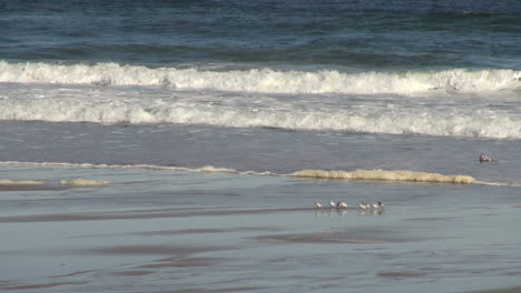 Salisbury-Beach-MA-little-birds-&-surf