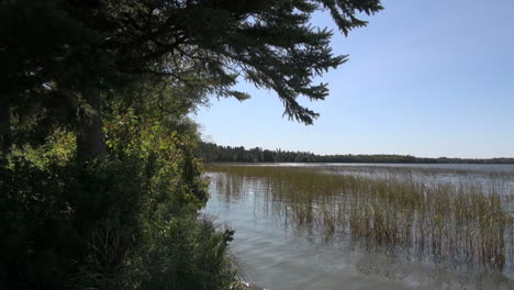 Minnesota-Lake-Itasca-with-reeds