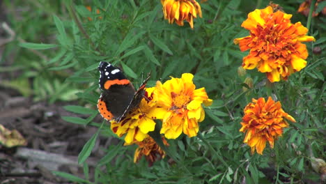 Marigolds-and-black-&-oranage-butterfly