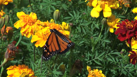 Marigolds-and-butterfly-flapping-wings