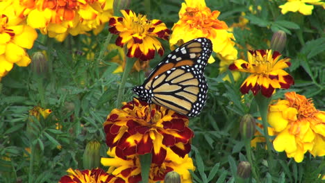 Ringelblumen-Und-Monarchfalter