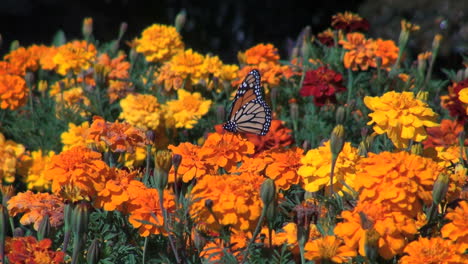 Ringelblumen-Und-Ein-Schmetterling