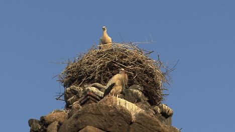 Merida-Aqueduct-stork-nest