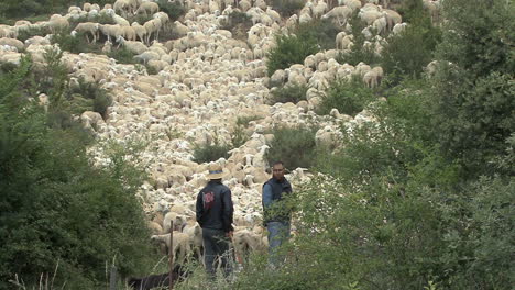 Spanien-Pyrenäen-Schafe-Und-Hirten