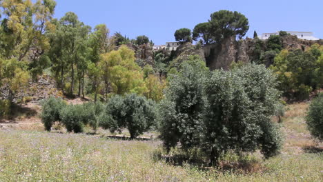 Spain-Andalucia-Ronda-vegetation-and-cliffs
