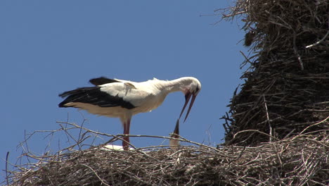 Spain-stork-on-nest-feeds-young