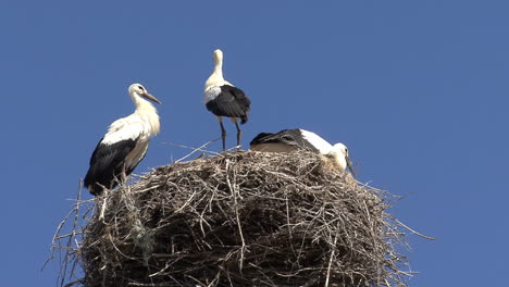 Spain-storks-on-a-nest