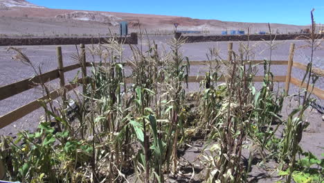 Chile-Atacama-struggling-corn-crop-2
