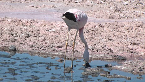 Atacama-flamingo-wading-in-a-pool