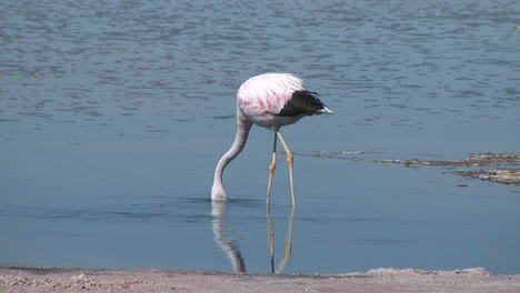 Flamingo-De-Atacama-Alimentándose-En-Una-Piscina-Salada