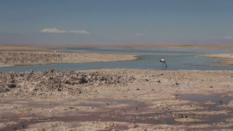 Chile-Atacama-Laguna-Chaxa-Schlammfeld-Und-Vogel-3