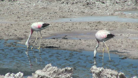 Atacama-Laguna-De-Chaxa-Zwei-Flamingos