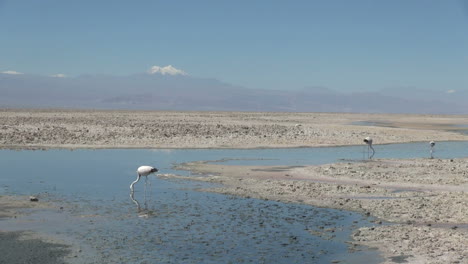 Chile-Atacama-Laguna-Chaxa-Langhalsiger-Vogel