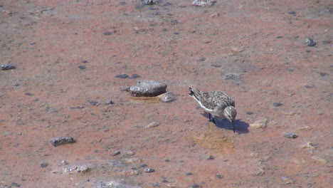 Chile-Atacama-Laguna-Chaxa-wading-bird-probes-20