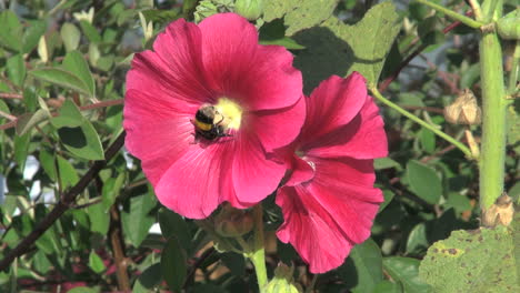 Chile-hollyhock-and-bee