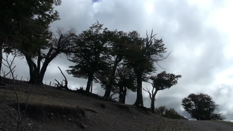 Patagonien-Bäume-Gegen-Himmel