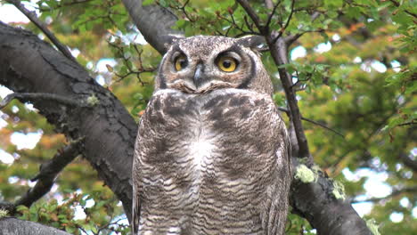 Patagonia-owl-zoom-out