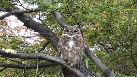 Patagonia-owl-zoom-in