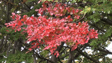 Patagonia-red-leaves-p1