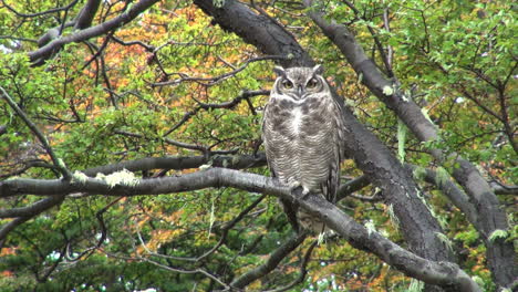 Patagonia-owl-with-wind-blowing-branches