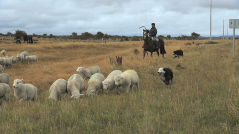 Patagonia-herding-sheep-2.