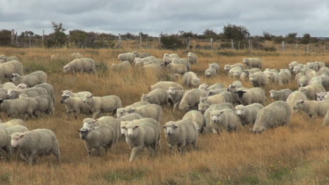 Patagonien-Schafe